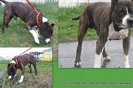 Pilnie poszukiwany dom dla Aresa,  pomorskie Słupsk