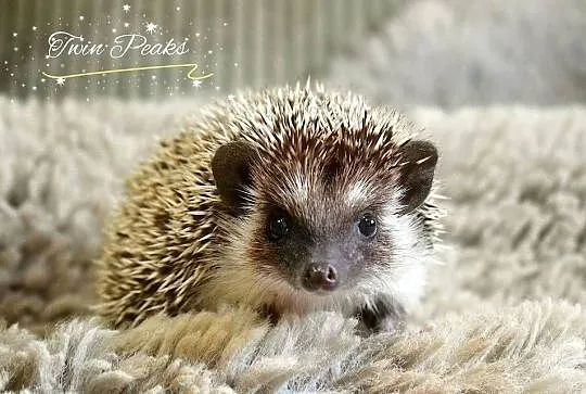 Jeż pigmejski, jeż, jeżyk, jeż afrykański. Rodowód