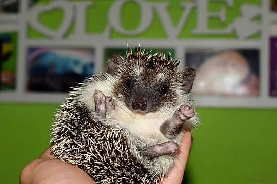 Jeż pigmejski, jeż, jeżyk, jeż afrykański. Rodowód, Dolnośląskie, Świdnica