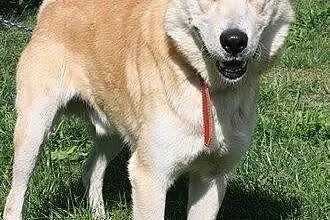 Alan - śliczny psiak w typie labradora szuka domu