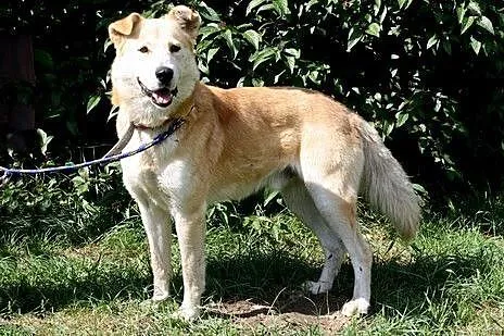 Alan - śliczny psiak w typie labradora szuka domu