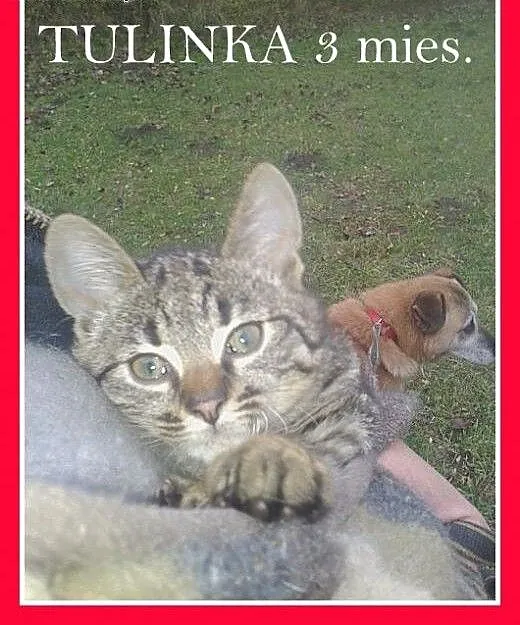TULINKA-3 mies.kociczka,przytulaśna,rozmruczana,ku