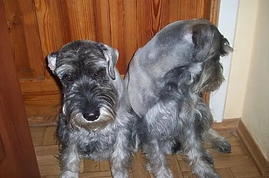 Sznaucer średni