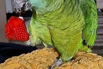 Amazonka niebieskoczelna, Śląskie, Sławków