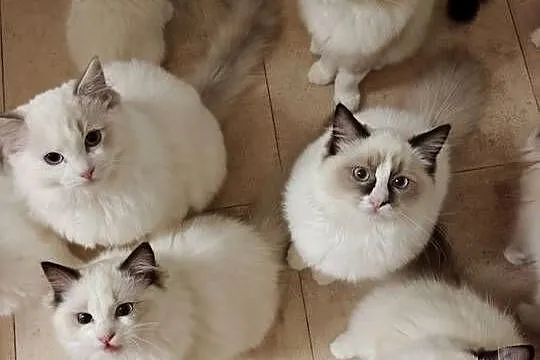 Kocięta Ragdoll: towarzyskie, hodowla od 12 lat, prawdziwy rodowód FPL
