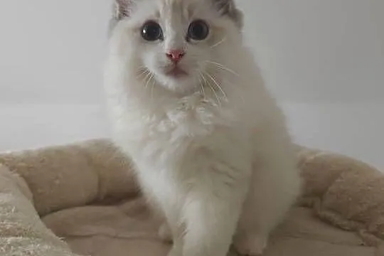 Kocięta Ragdoll: towarzyskie, hodowla od 12 lat, prawdziwy rodowód FPL, Lubelskie, Lublin
