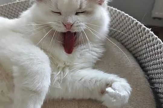 Kocięta Ragdoll: towarzyskie, hodowla od 12 lat, prawdziwy rodowód FPL, Lubelskie, Lublin