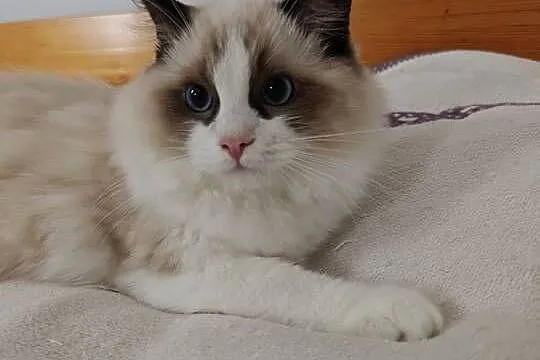 Kocięta Ragdoll: towarzyskie, hodowla od 12 lat, prawdziwy rodowód FPL, Lubelskie, Lublin