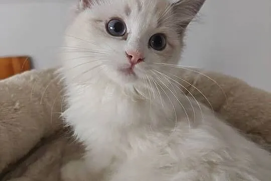 Kocięta Ragdoll: towarzyskie, hodowla od 12 lat, prawdziwy rodowód FPL, Lubelskie, Lublin