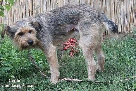 Gerda- cicha, spokojna sunia,  mazowieckie Nowy Dw
