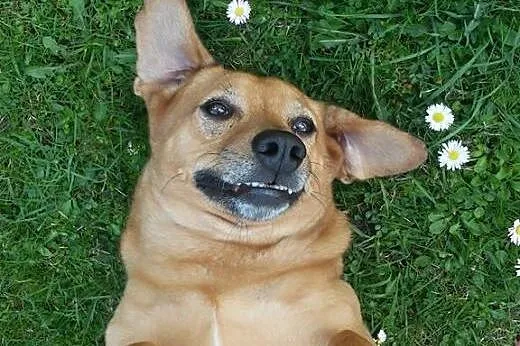 Mietek pilny dom,  mazowieckie Warszawa