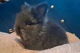 Królik miniaturka karzełek teddy