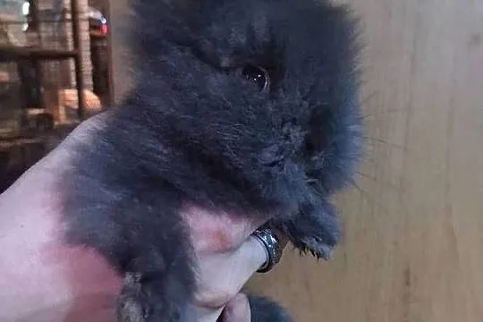 Królik miniaturka karzełek teddy, Śląskie, Sławków