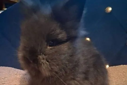 Królik miniaturka karzełek teddy, Śląskie, Sławków