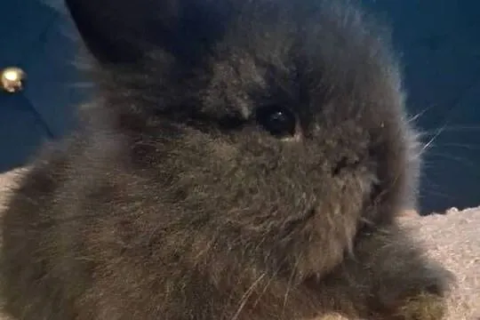 Królik miniaturka karzełek teddy, Śląskie, Sławków