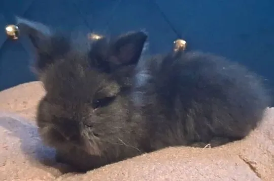 Królik miniaturka karzełek teddy, Śląskie, Sławków