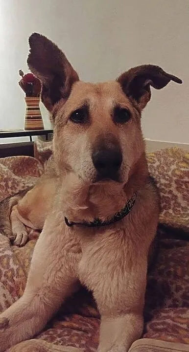 CZAKRA jest super psiakiem, chce zostać twoim adopciakiem, Łódzkie, Łódź