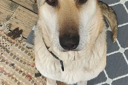 CZAKRA jest super psiakiem, chce zostać twoim adopciakiem, Łódzkie, Łódź