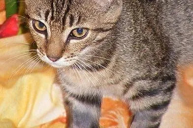 Tygrys, pingwin oraz krowa chcą przyjechać do Krak
