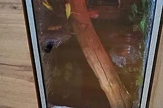 Gekon orzęsiony z wyposażonym terrarium, Lubelskie, Zamość