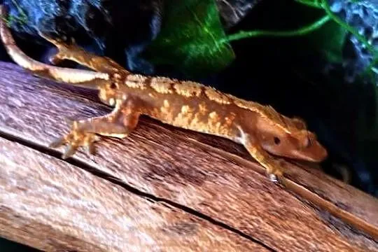 Gekon orzęsiony z wyposażonym terrarium, Lubelskie, Zamość