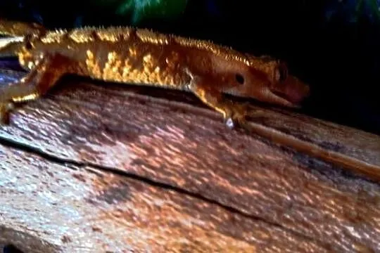 Gekon orzęsiony z wyposażonym terrarium, Lubelskie, Zamość