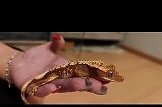 Gekon orzęsiony z wyposażonym terrarium, Lubelskie, Zamość
