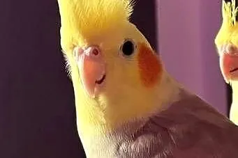Sprzedam papugę nimfę.