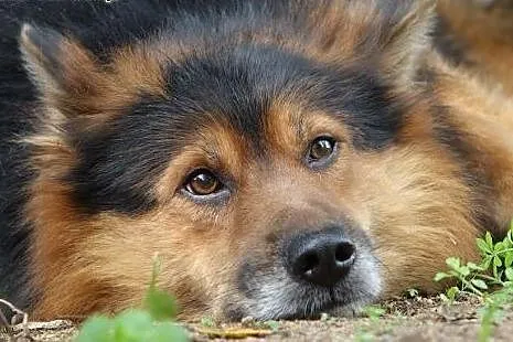 Misiek i Lena - para wyjątkowych przyjaciół...,  K