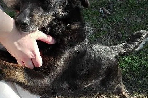 Mela młoda mega kochana sunia potrzebuje domku,  K