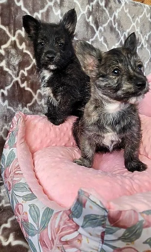 Po mamie west highlight wbite terrier, Małopolskie, Kraków