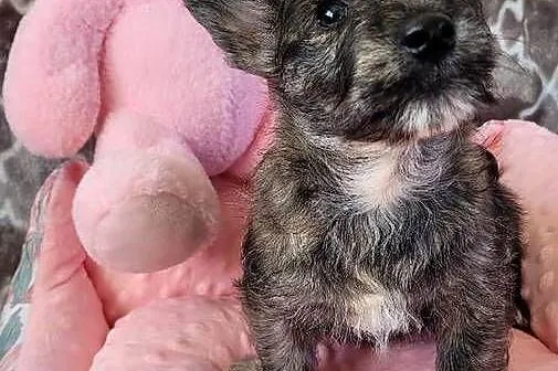 Po mamie west highlight wbite terrier, Małopolskie, Kraków