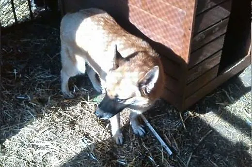 Radosna Rysia, urocza suczka szuka domu, który nau