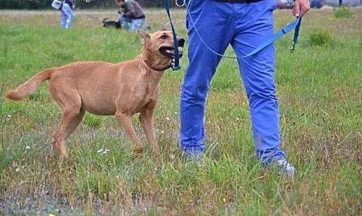 Masza to piękna ruda filigranowa, grzeczna, towar