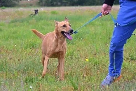 Masza  to piękna ruda filigranowa, grzeczna, towar