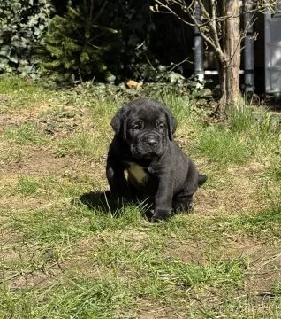 PILNE!! Szczenięta rasy Cane Corso Champion na WhatsApp: +44 7453 907158, , Polkowice