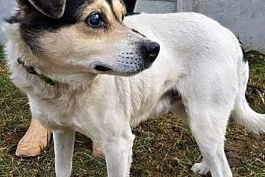 BAMBI - niewidomy psiak, umiera z przerażenia w sc, Gdańsk
