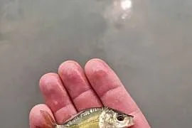 Narybek karp amur
