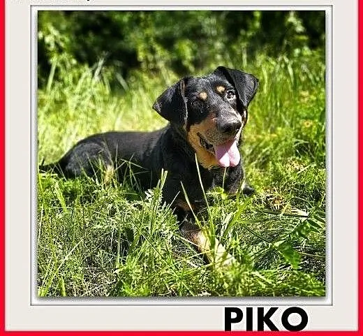 Starszy,łagodny,średni,tulasny piesek PIKO,szczepiony.ADOPCJA, dolnośląskie Wrocław,