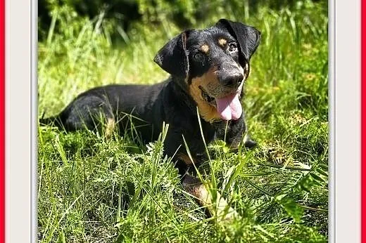 Starszy,łagodny,średni,tulasny piesek PIKO,szczepiony.ADOPCJA,  dolnośląskie Wrocław, 