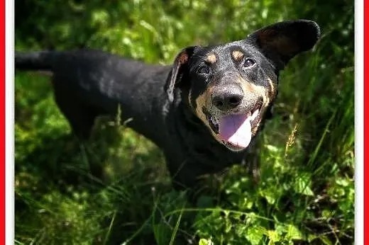 Starszy,łagodny,średni,tulasny piesek PIKO,szczepiony.ADOPCJA,  dolnośląskie Wrocław, 