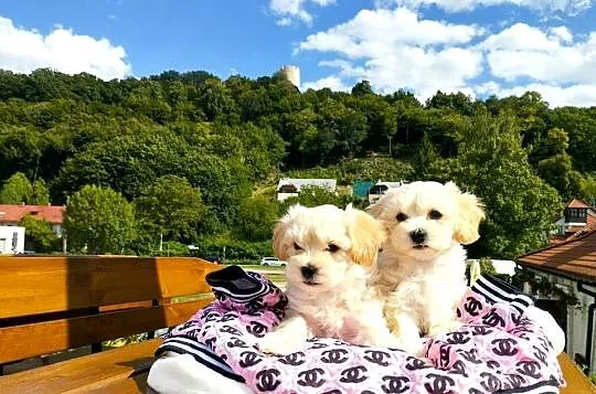 Maltipoo XS rodowodowe (maltańczyk & pudel TOY)paszport+czip