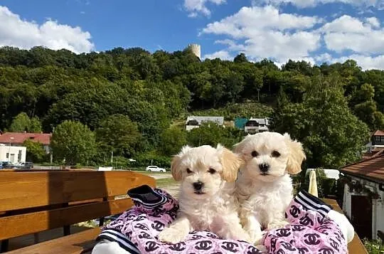 Maltipoo XS rodowodowe (maltańczyk & pudel TOY)paszport+czip, Lubelskie, Lublin
