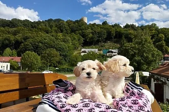Maltipoo XS rodowodowe (maltańczyk & pudel TOY)paszport+czip, Lubelskie, Lublin