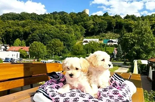 Maltipoo XS rodowodowe (maltańczyk & pudel TOY)paszport+czip, Lubelskie, Lublin