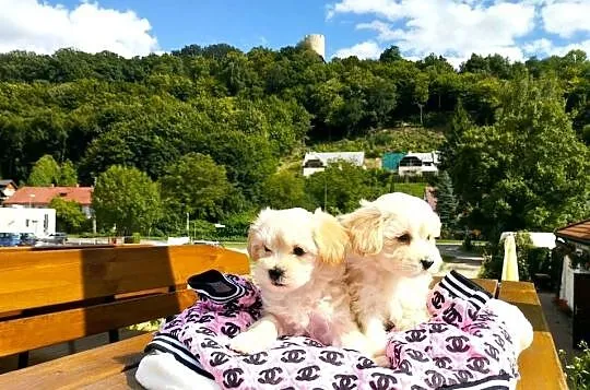Maltipoo XS rodowodowe (maltańczyk & pudel TOY)paszport+czip, Lubelskie, Lublin