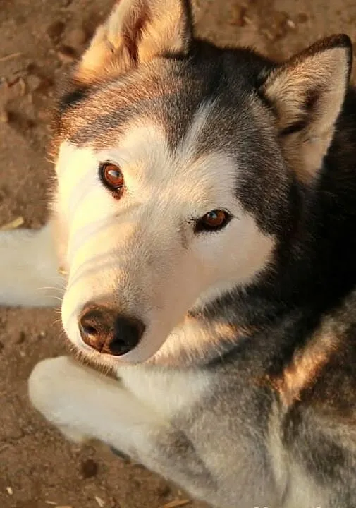 Natan