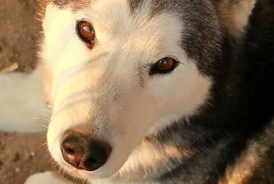 Natan