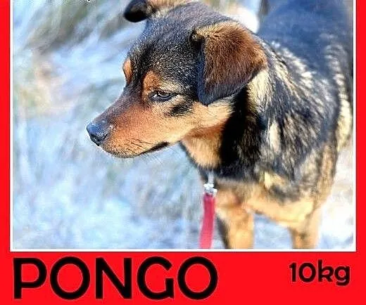 10kg,mały,łagodny,wesoły piesek PONGO.Adopcja, śl
