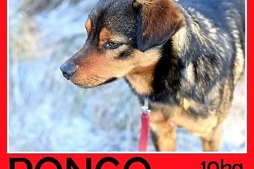 10kg,mały,łagodny,wesoły piesek PONGO.Adopcja, śląskie Katowice